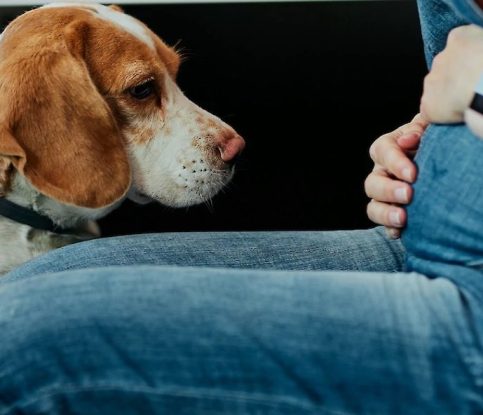 Preparing your dog for change: 6 months before baby arrival