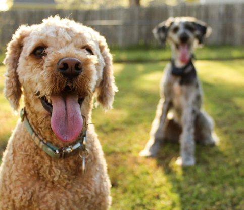 The Pros and Cons of Getting a Second Dog