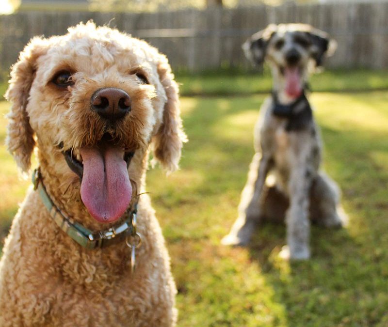 The Pros and Cons of Getting a Second Dog