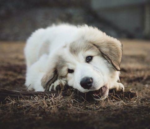 Puppy Chewing: Naughty or Natural?