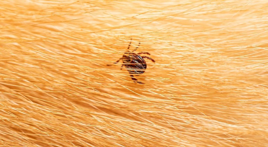 Ticks and Dogs – What You Need to Know