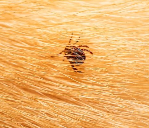 Ticks and Dogs – What You Need to Know