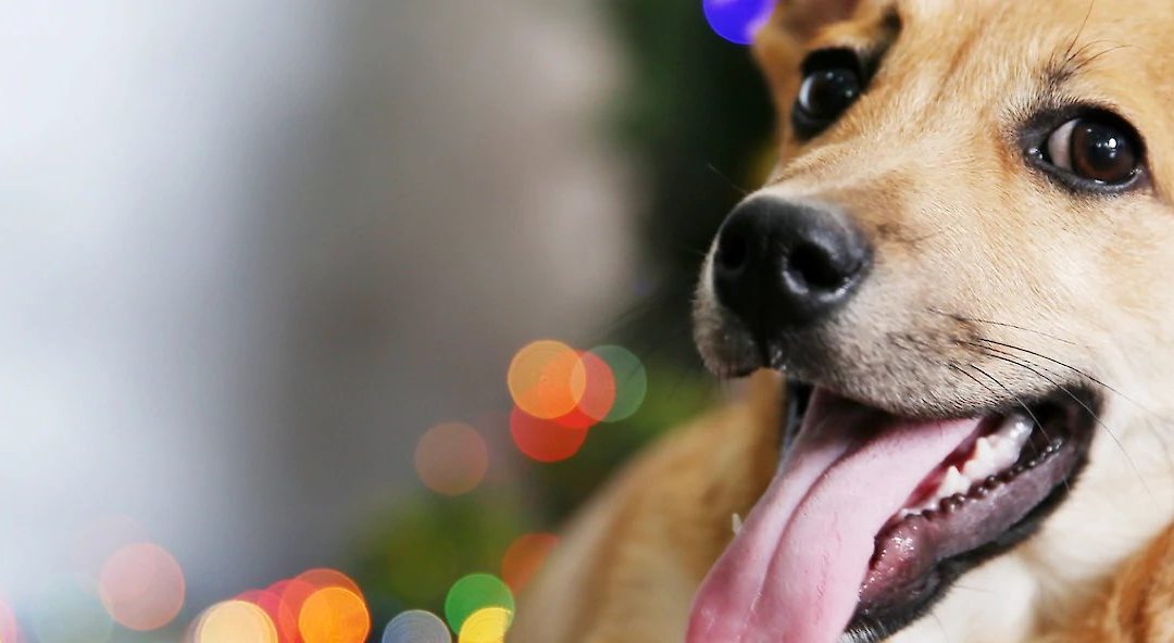 Tips for Dog-Friendly Holiday Decorating