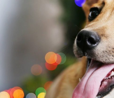 Tips for Dog-Friendly Holiday Decorating