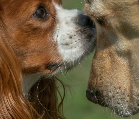 Tips for Introducing Two Individual Dogs