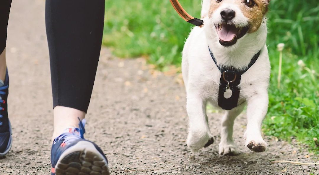 Tips for Walking Your Dog Successfully