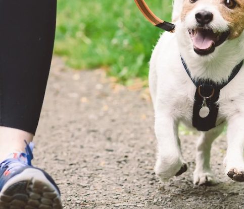 Tips for Walking Your Dog Successfully
