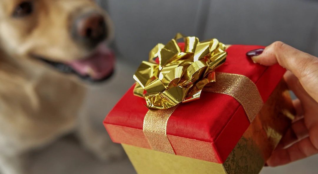 Top 10 Gifts Ideas for Your Dog