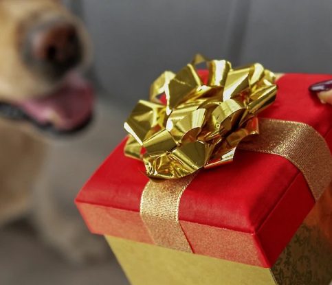 Top 10 Gifts Ideas for Your Dog