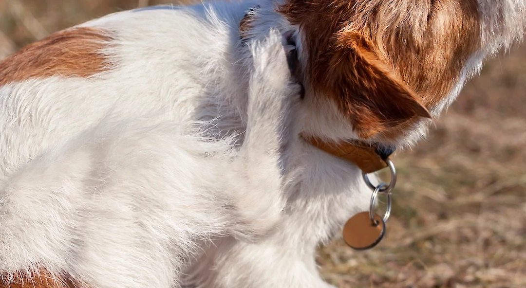 What’s Really Behind Your Dog’s Itching