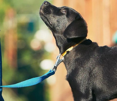 Why Training Your Dog is So Important