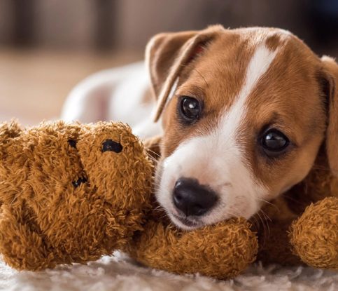 What to expect (and what NOT to expect) from your puppy
