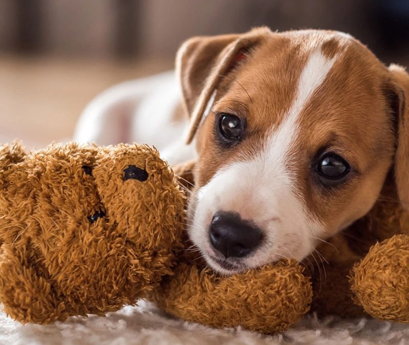 What to expect (and what NOT to expect) from your puppy