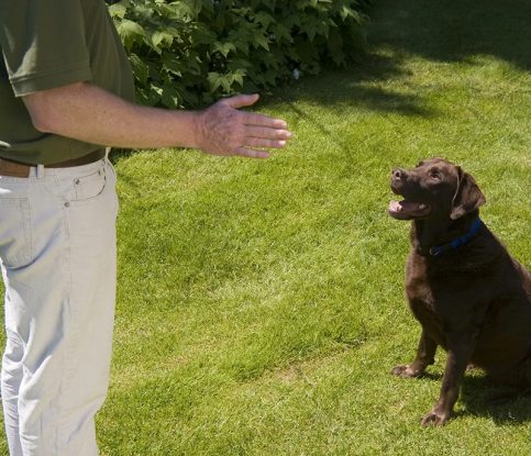 Understand How Using Your Hands Impacts Your Dog