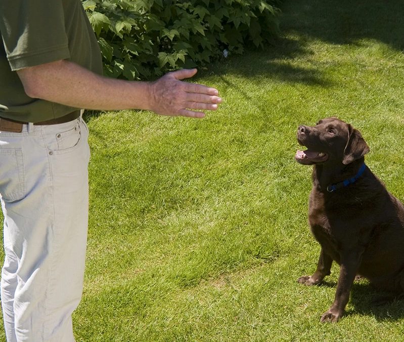 Understand How Using Your Hands Impacts Your Dog