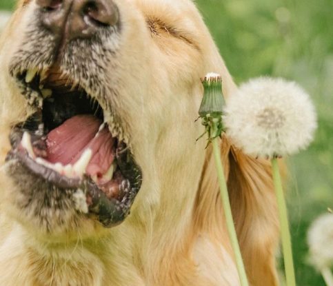 Can I Still Have a Dog If I’m Allergic?