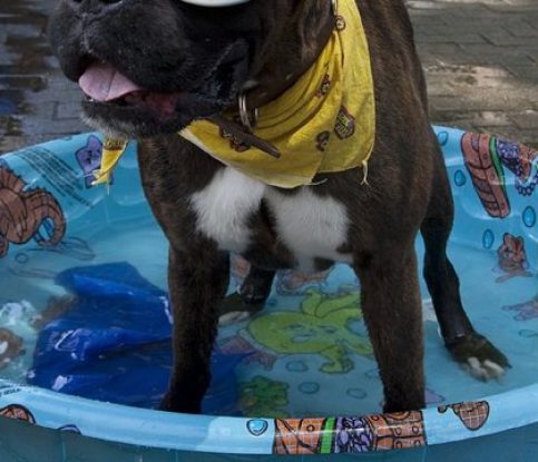 Keeping Your Dog Safe at the Pool