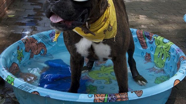 Keeping Your Dog Safe at the Pool