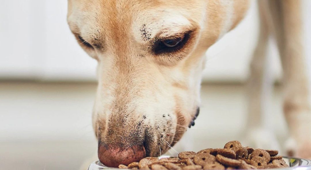 Help for Dogs with Food Aggression