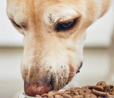 Help for Dogs with Food Aggression