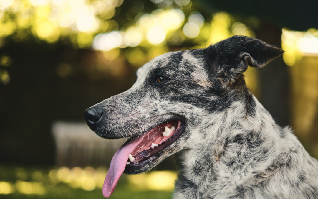 Meet the “A” of our A-Z Breed Series: The Australian Cattle Dog!