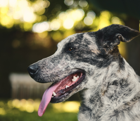 Meet the “A” of our A-Z Breed Series: The Australian Cattle Dog!