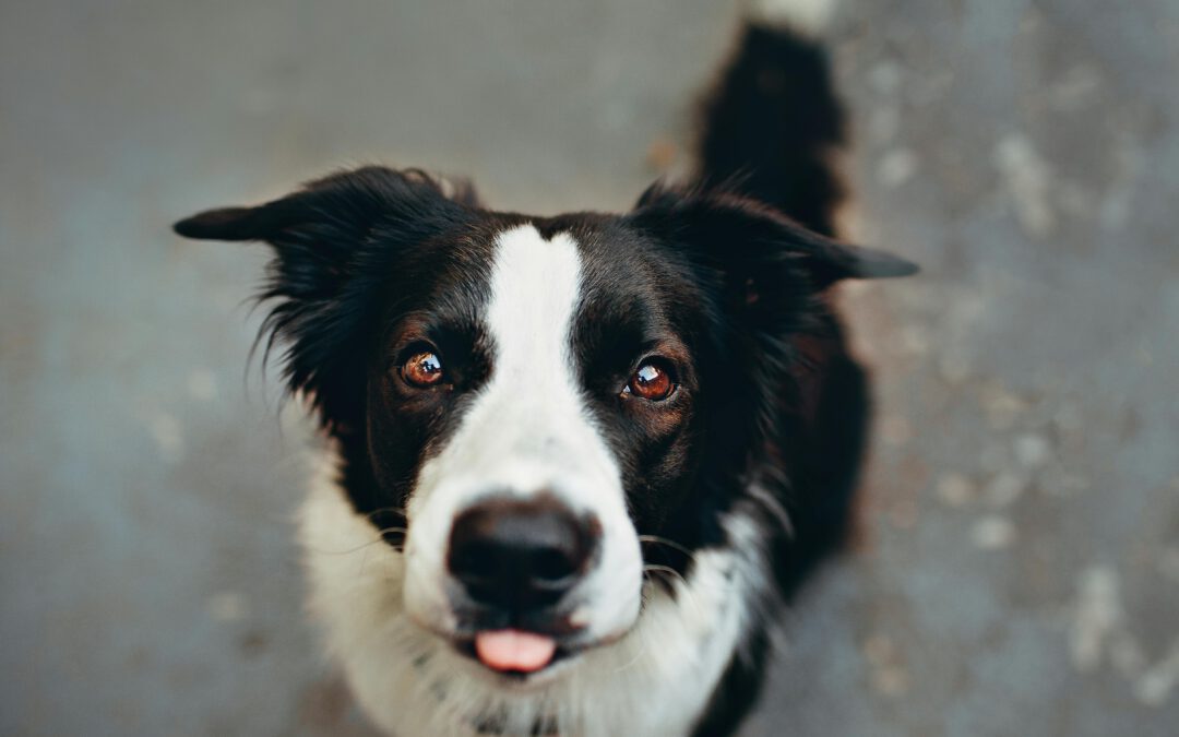 Meet the “B” of our A-Z Breed Series: The Border Collie!