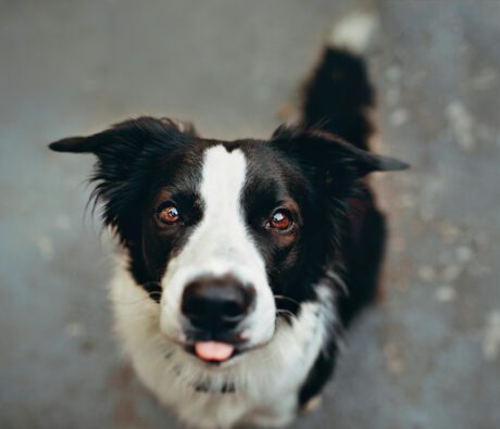 Meet the “B” of our A-Z Breed Series: The Border Collie!