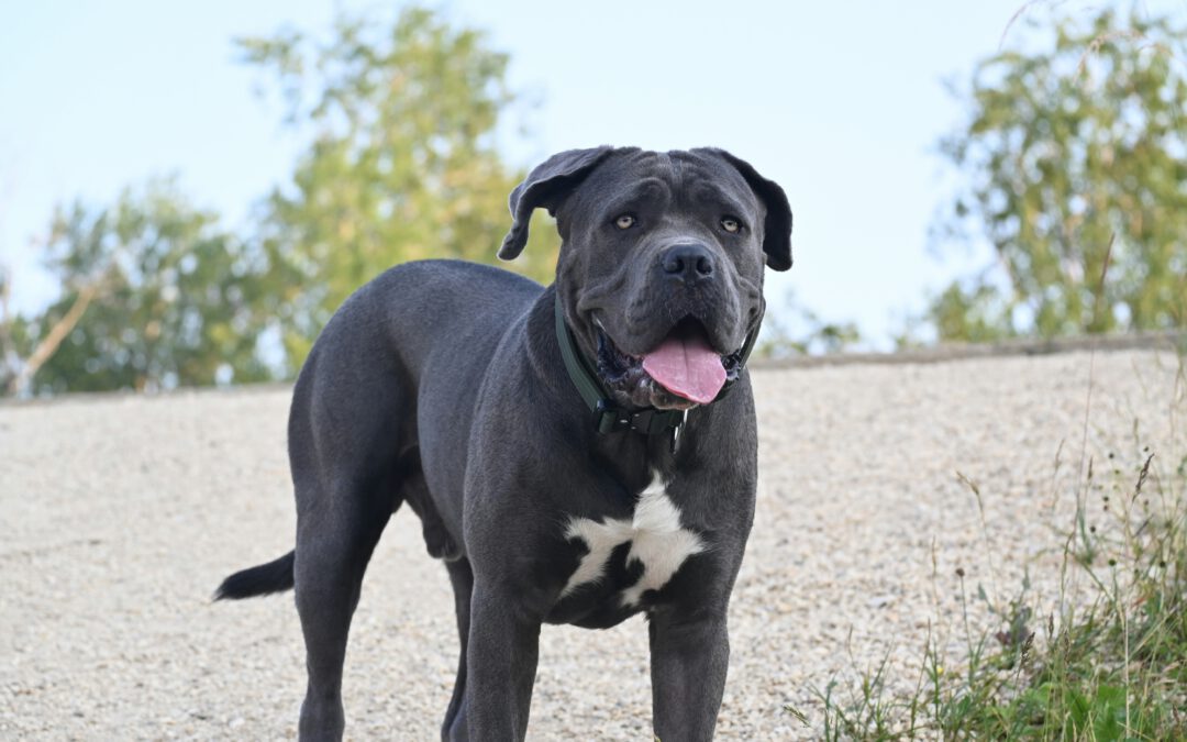 Meet the “C” of our A-Z Breed Series: The Cane Corso!