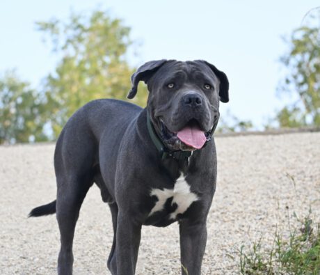 Meet the “C” of our A-Z Breed Series: The Cane Corso!