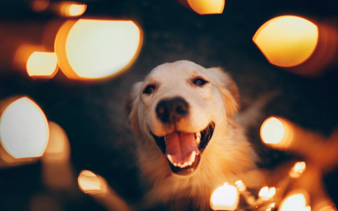 How to Help Your Dog Safely Enjoy the Holidays