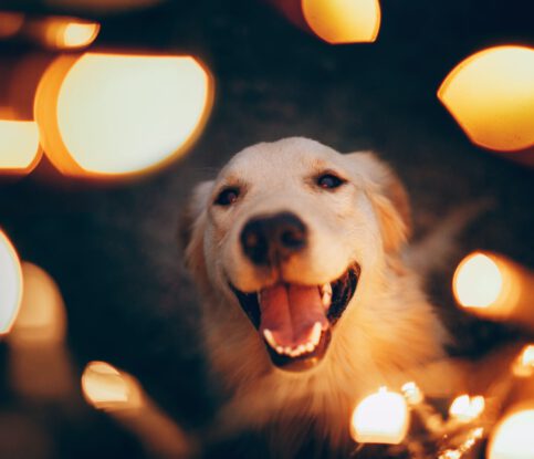 How to Help Your Dog Safely Enjoy the Holidays