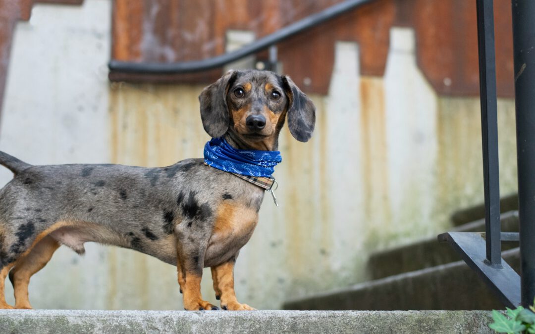 Meet the “D” of our A-Z Breed Series: The Dachshund!