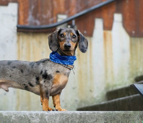 Meet the “D” of our A-Z Breed Series: The Dachshund!