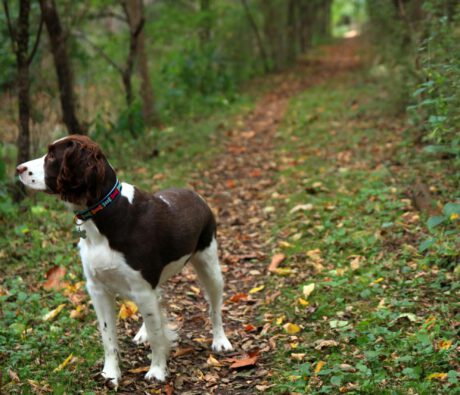 Meet the “E” of our A-Z Breed Series: The English Springer Spaniel!